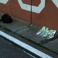 photo de livraison pour Les Pattounes Libres