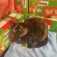 photo de livraison pour Chatons de l'Espoir