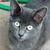 photo animal