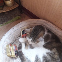 photo de livraison pour Chats Oubliés