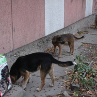 photo de livraison pour Beta Zajecar