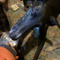 photo de livraison pour Espoir au Galop