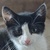 photo animal