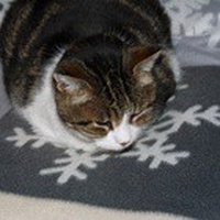 photo de livraison pour Chats Heureux