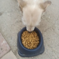 photo de livraison pour Lina's animal rescue
