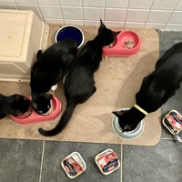 photo de livraison pour Association C.A.T.S. Chat Animal Terrien Solidarité
