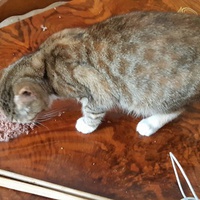 photo de livraison pour Pour l'Amour des Chats