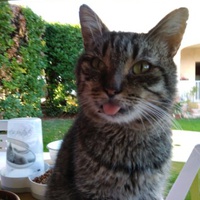 photo de livraison pour Association Des  Chats  De Hyeres