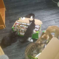 photo de livraison pour Cruzy Cat 34