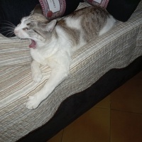 photo de livraison pour Les chats de chez nous