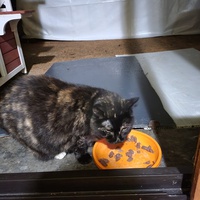 photo de livraison pour Chat de Gout'hier sans Toit