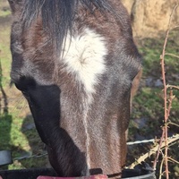 photo de livraison pour 4 Sabots et un Fer