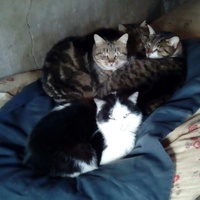 photo de livraison pour Refuge du Poil à la Plume