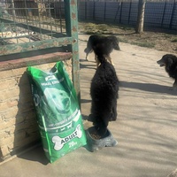 photo de livraison pour Udruženje za zaštitu životinja "Pongo"