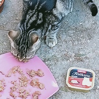 photo de livraison pour Les chats libres de Caro