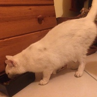 photo de livraison pour Bien vivre avec les Chats Sallélois