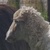 photo animal