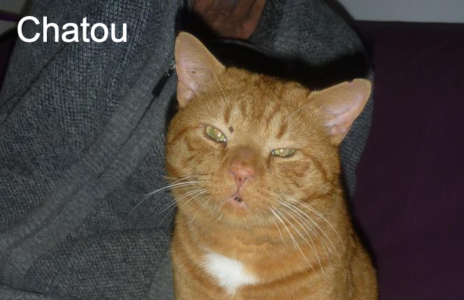 chat chatou