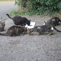 photo de livraison pour Chat Libre de l'Ile du Ramier