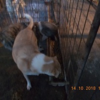 photo de livraison pour Pro Animals Finland ry