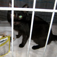 photo de livraison pour L'Ecole du Chat Libre de Berre l'Etang