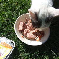 photo de livraison pour Chats Oubliés