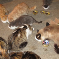 photo de livraison pour Jardin des Chats