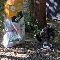 photo de livraison pour Ecole du Chat des Alpilles