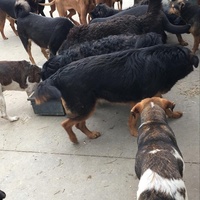 photo de livraison pour Društvo za zaštitu životinja "Bela"