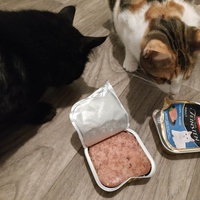 photo de livraison pour Les Pattounes de l'Espoir
