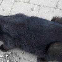 photo de livraison pour Chat Suffit a.sb.l.