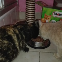 photo de livraison pour Paroles de Chats