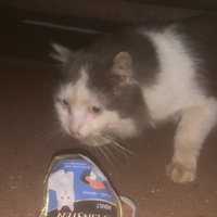 photo de livraison pour Des Poils et Des Plumes