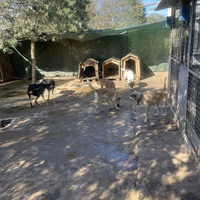 photo de livraison pour Comme Chiens et Chats Maroc