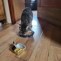 photo de livraison pour Chat de Gout'hier sans Toit