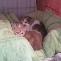 photo de livraison pour Chat l'Ange