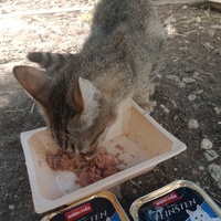 photo de livraison pour Les Chats-Pitresdelavi-Ste