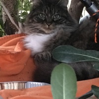 photo de livraison pour Félin Pour L’Hôte