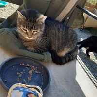 photo de livraison pour Chats errants du val du crenu