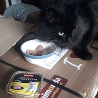 photo de livraison pour Les Chats d'Hauterive