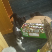 photo de livraison pour Cruzy Cat 34