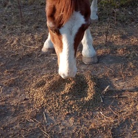 photo de livraison pour Equi-Libre : Droit à la Retraite Equine