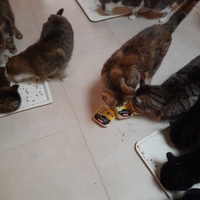 photo de livraison pour Les Amis de Michouette