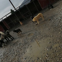 photo de livraison pour Animals voice Macedonia