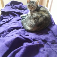 photo de livraison pour Les Amis de Michouette