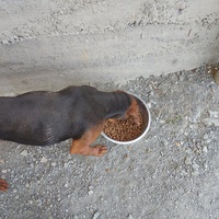 photo de livraison pour UZZŽ "Sretna Šapa"
