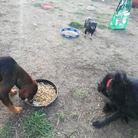 photo de livraison pour Serbian Society for the Protection of Animals - SSPA