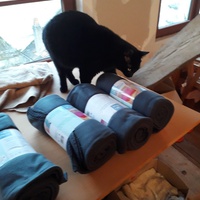 photo de livraison pour Les Chats de la Rue