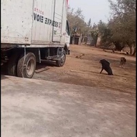 photo de livraison pour Help Adopt Moroccan Animals