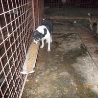 photo de livraison pour Pro Animals Finland ry